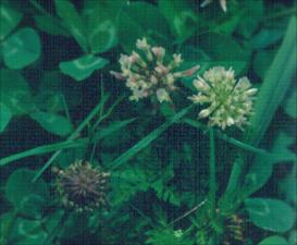 Trifolium   (click for a larger preview)
