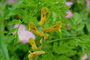 Corydalis micrantha   (click for a larger preview)